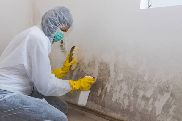 Mold Removal and Inspection in Coopertown, TN