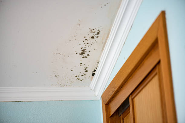 Best Residential Mold Removal  in Coopertown, TN