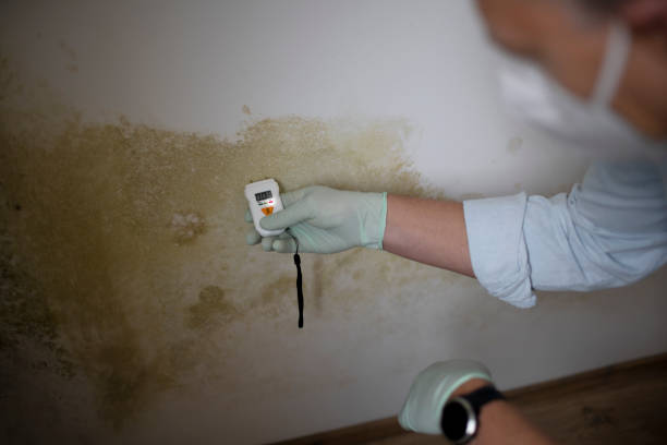 Best Mold Cleaning Services  in Coopertown, TN