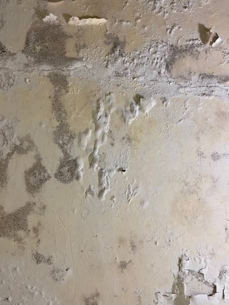 Best Local Mold Removal Service  in Coopertown, TN