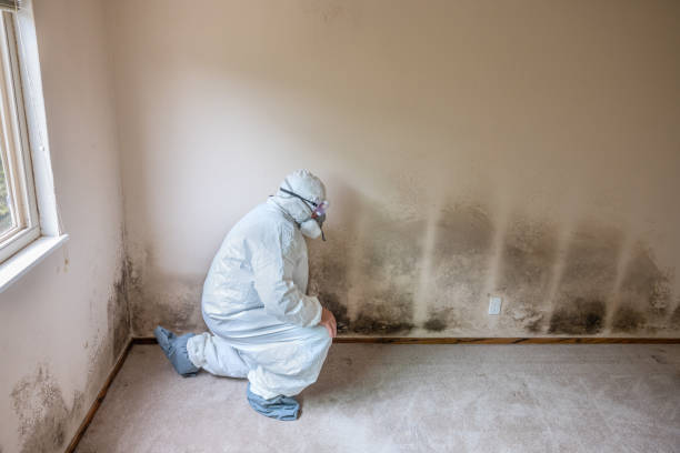 Best Mold Removal and Inspection  in Coopertown, TN