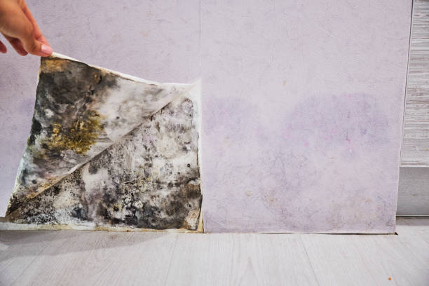 Best Mold Damage Repair  in Coopertown, TN